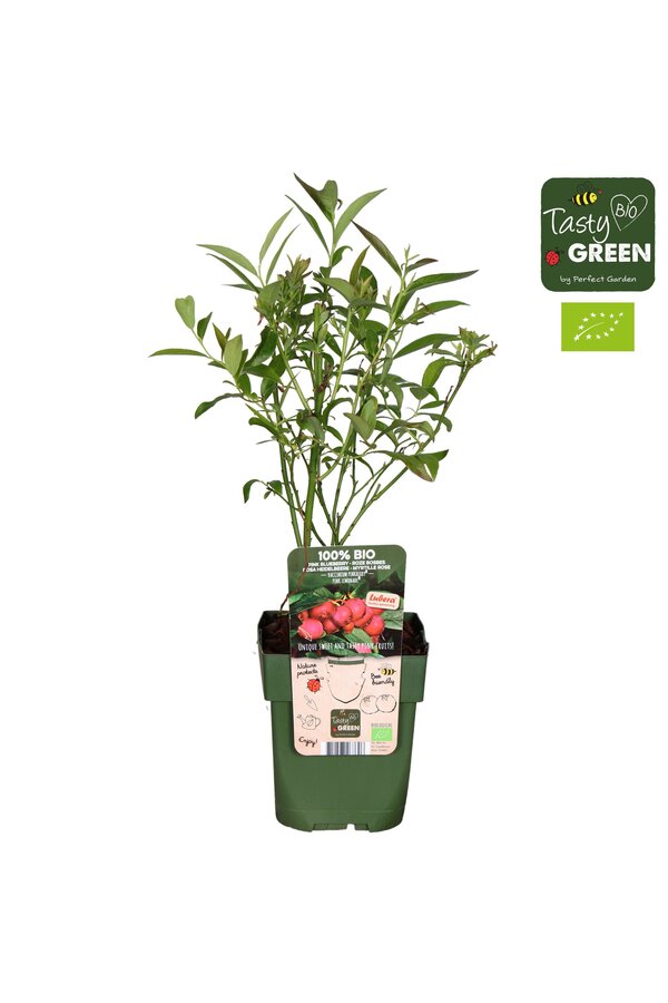 Vaccinium Pink Lemonade® Bio P13