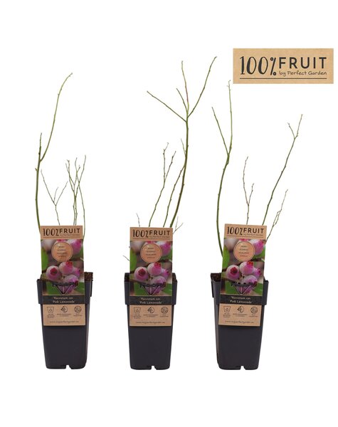 Vaccinium Pink Lemonade® P15