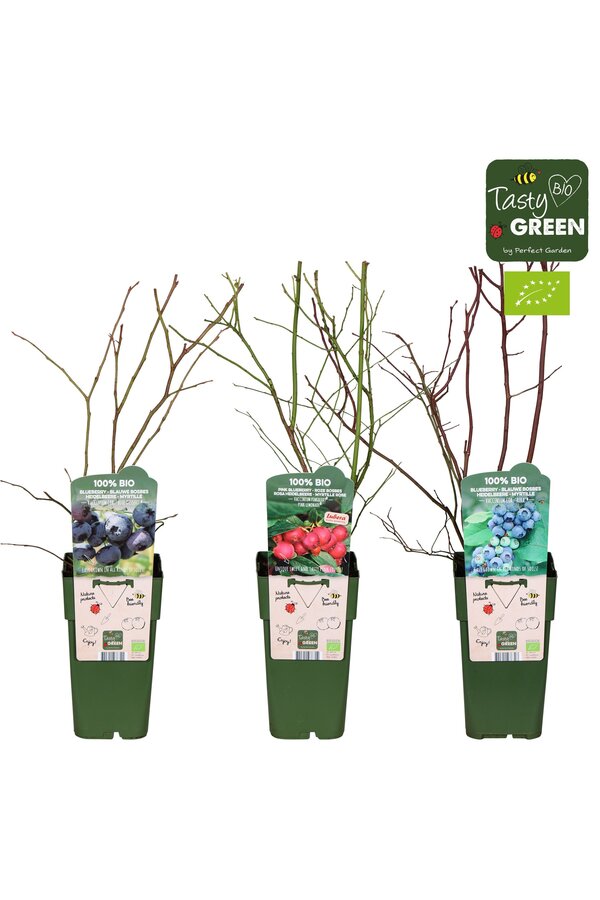 Vaccinium mix tray Bio P15