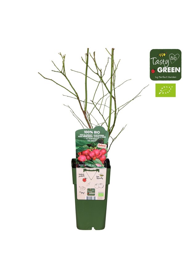 Vaccinium Pink Lemonade® Bio P15