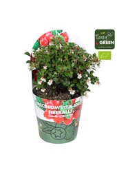 Vaccinium vitis-idea Fireballs Bio P14