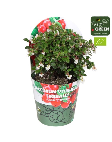 Vaccinium vitis-idea Fireballs Bio P14