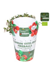 Vaccinium vitis-idea Fireballs Bio P14