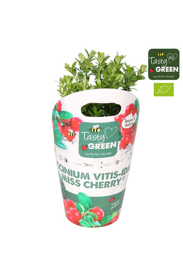 Vaccinium vitis-idea Fireballs Bio P14