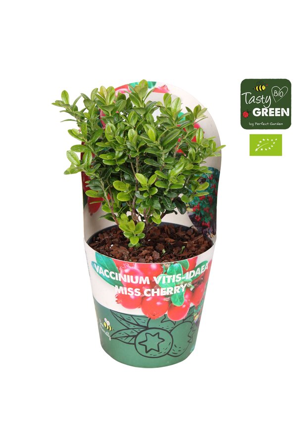 Vaccinium vitis-idea Fireballs Bio P14