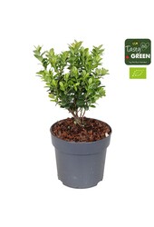 Vaccinium vitis-idea Fireballs Bio P14