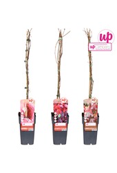 Parthenocissus mix tray P15