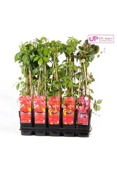 Parthenocissus mix tray P15