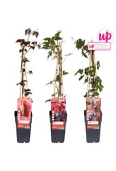 Parthenocissus mix tray P15