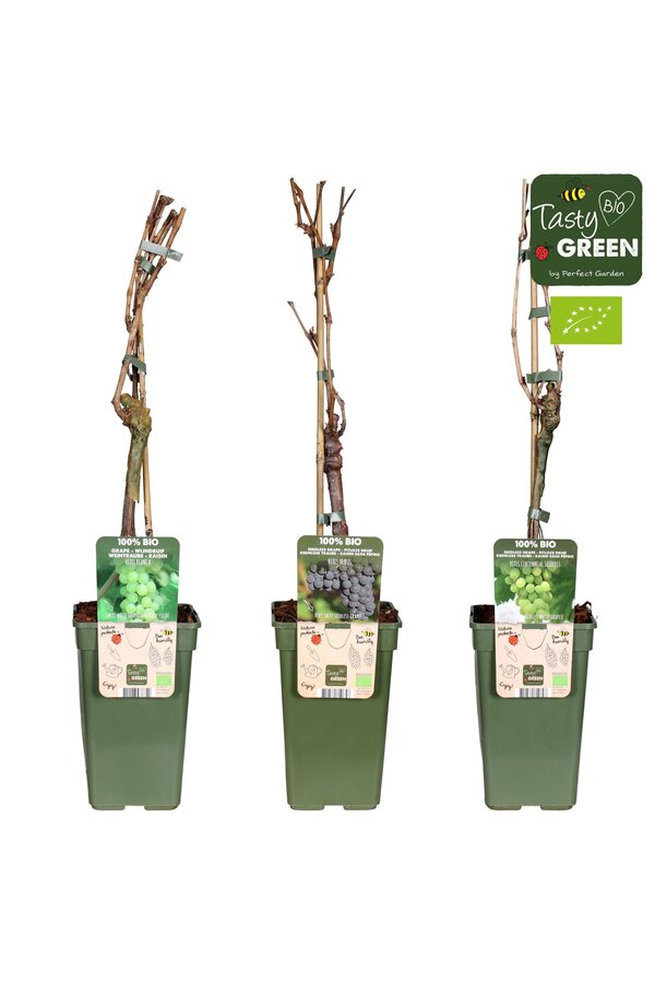 Vitis mix tray bio P19