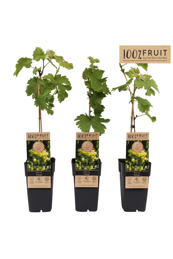 Vitis Supaga P15