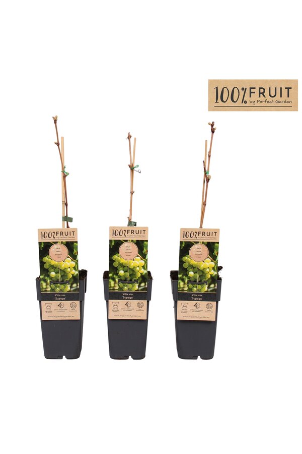 Vitis Supaga P15