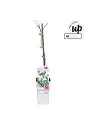 Parthenocissus henryana P15