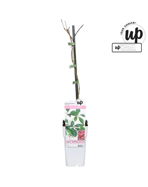 Parthenocissus henryana P15