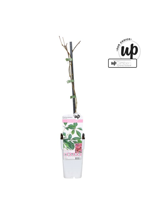 Parthenocissus henryana P15