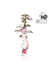 Parthenocissus henryana P15