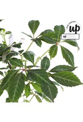 Parthenocissus henryana P15