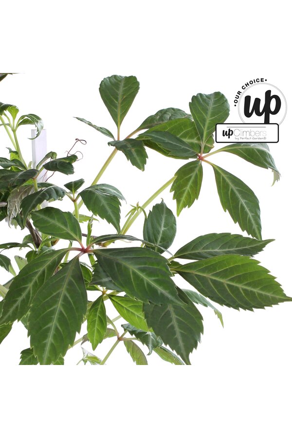 Parthenocissus henryana P15