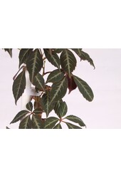 Parthenocissus henryana P15