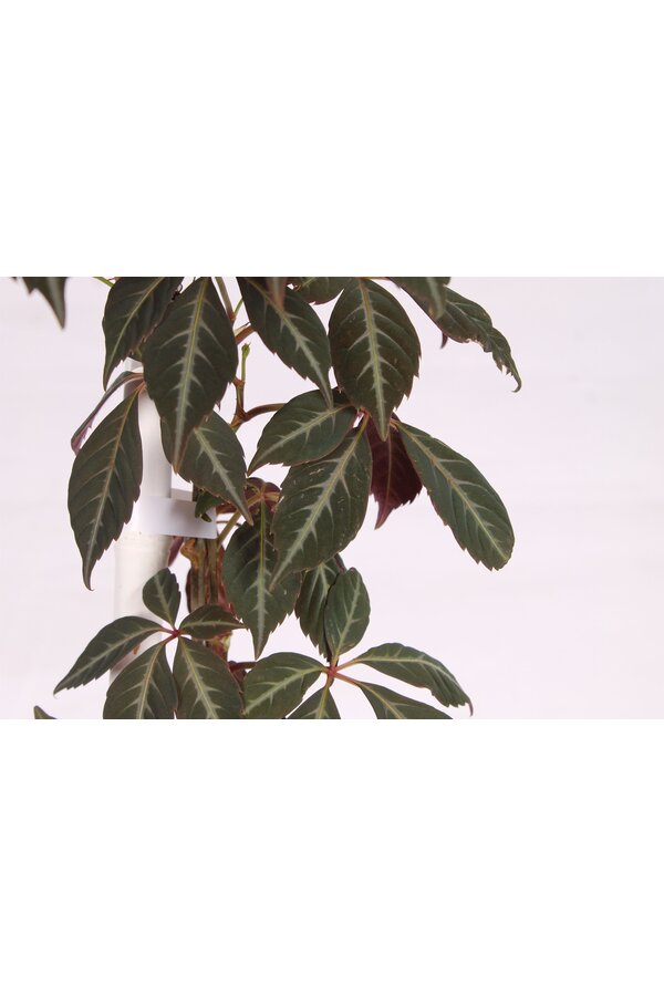 Parthenocissus henryana P15