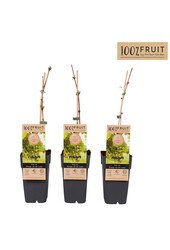 Vitis Vroege van der Laan P15