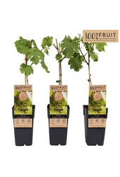 Vitis Vroege van der Laan P15