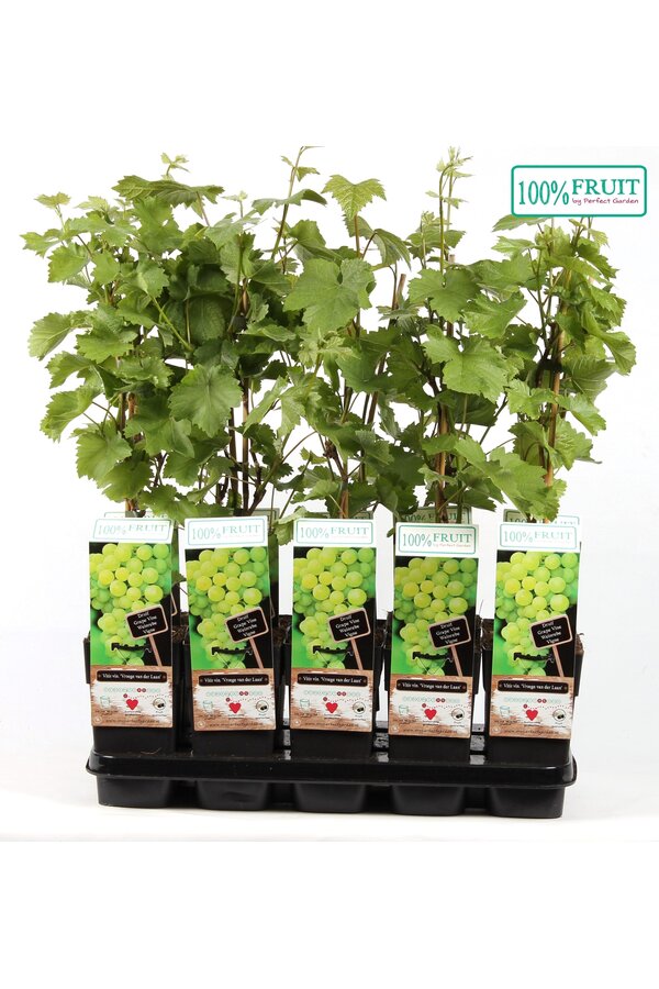 Vitis Vroege van der Laan P15