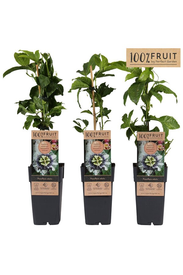 Passiflora Edulis P15