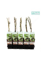 Passiflora Edulis P15