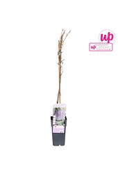 Wisteria floribunda Naga Noda P15