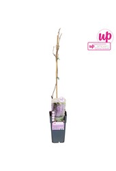 Wisteria floribunda Naga Noda P15