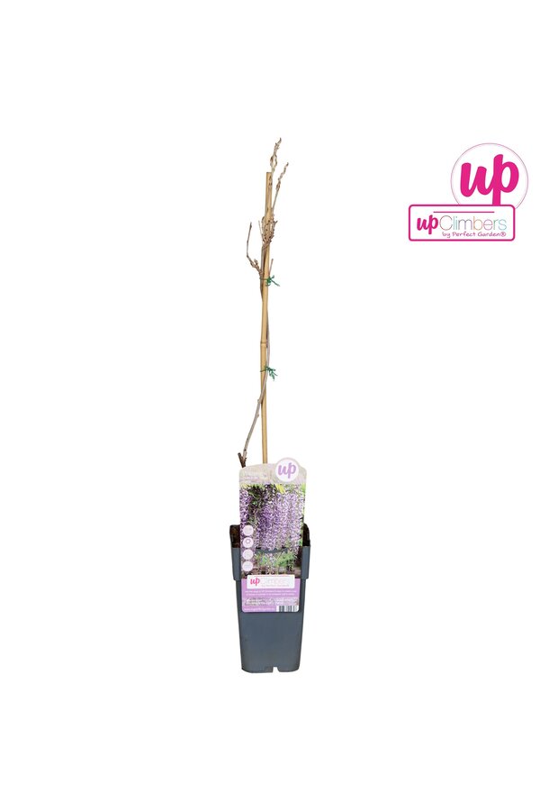 Wisteria floribunda Naga Noda P15