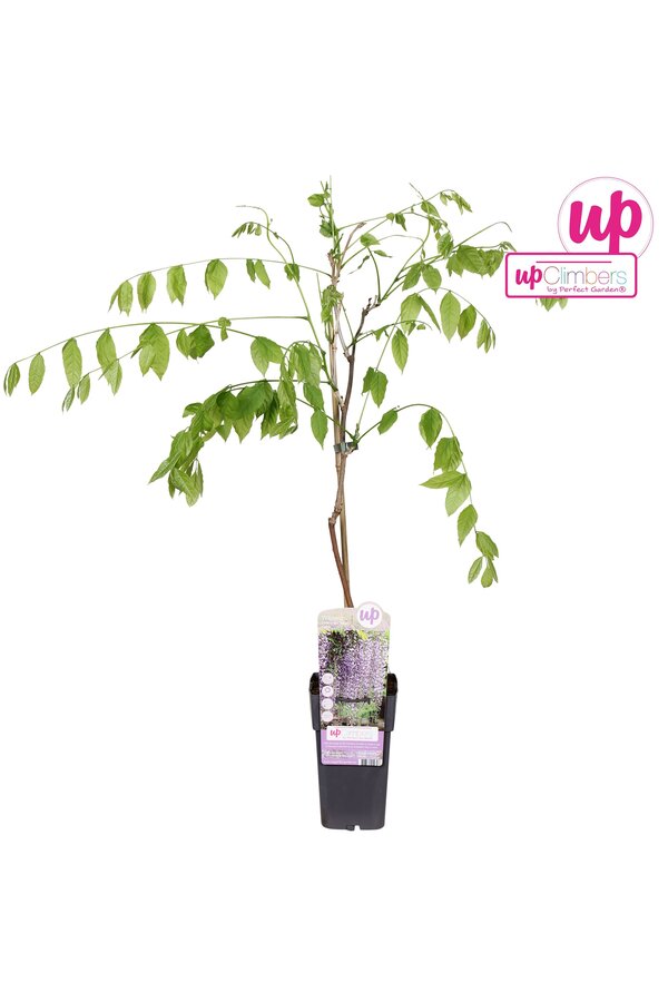 Wisteria floribunda Naga Noda P15