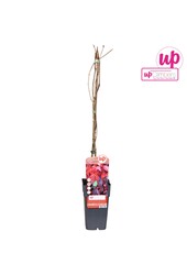 Parthenocissus quinquefolia P15