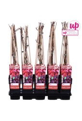 Parthenocissus quinquefolia P15