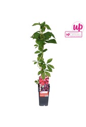 Parthenocissus quinquefolia P15