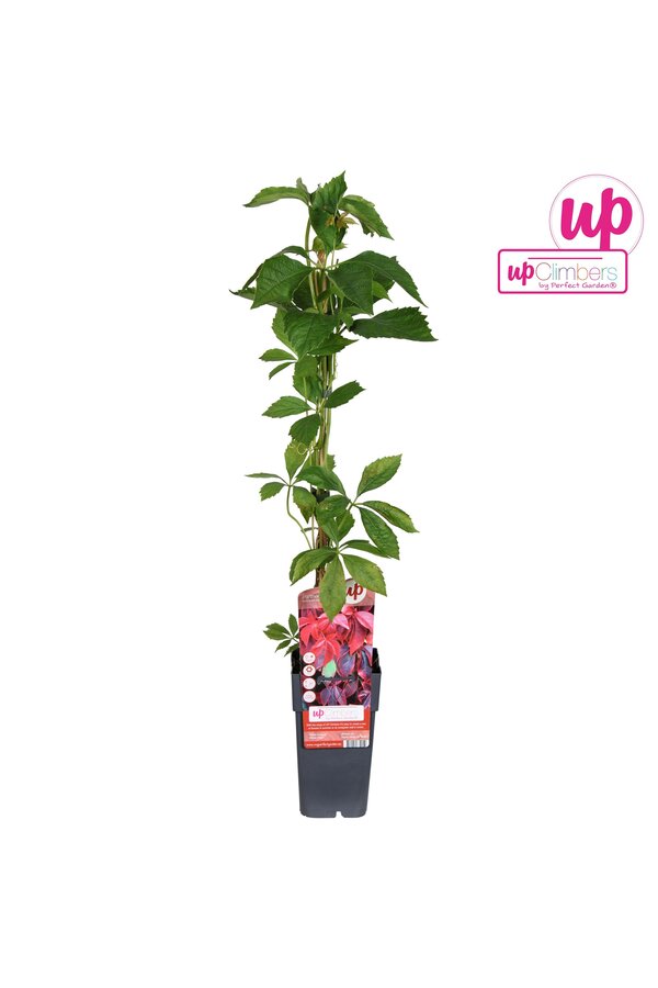 Parthenocissus quinquefolia P15