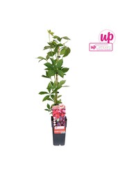 Parthenocissus quinquefolia P15