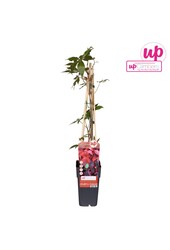 Parthenocissus quinquefolia P15