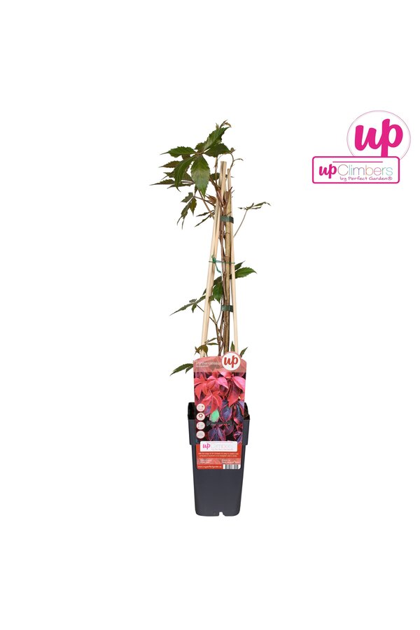 Parthenocissus quinquefolia P15