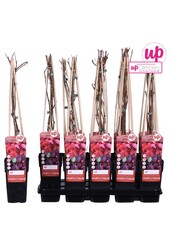 Parthenocissus quinquefolia P15