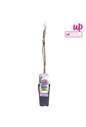 Wisteria frutescens Longwood Purple P15