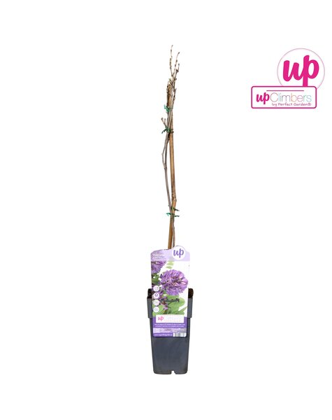 Wisteria frutescens Longwood Purple P15