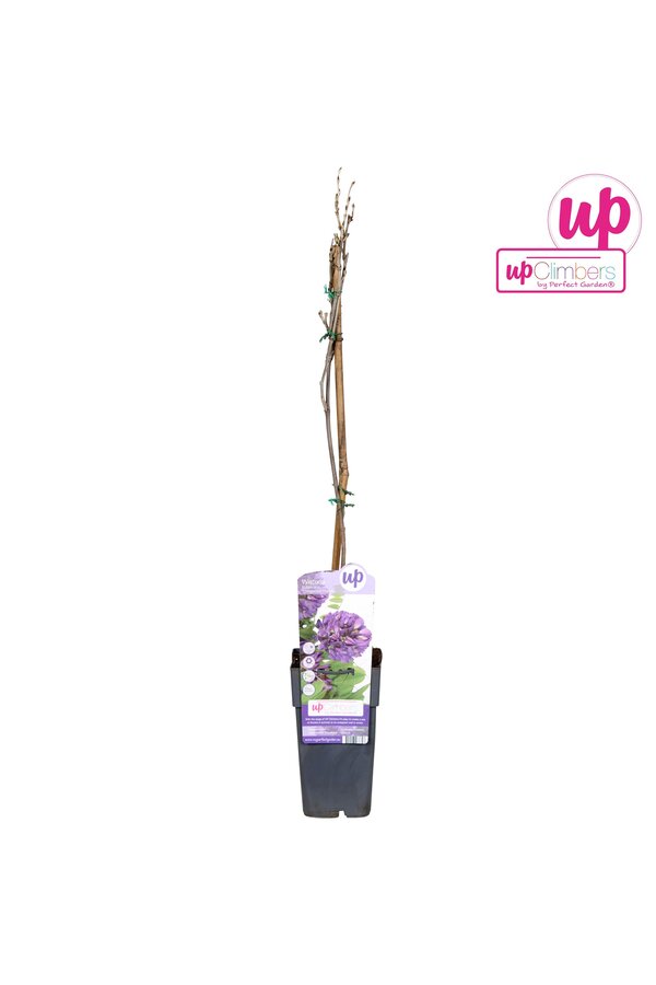 Wisteria frutescens Longwood Purple P15