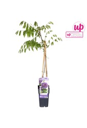 Wisteria frutescens Longwood Purple P15