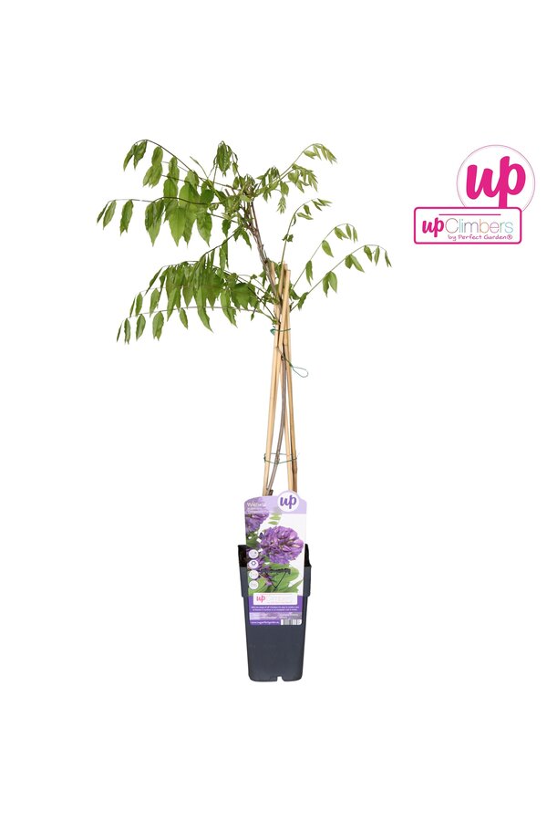 Wisteria frutescens Longwood Purple P15