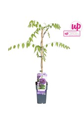 Wisteria frutescens Longwood Purple P15