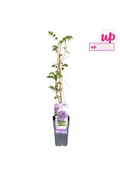 Wisteria frutescens Longwood Purple P15