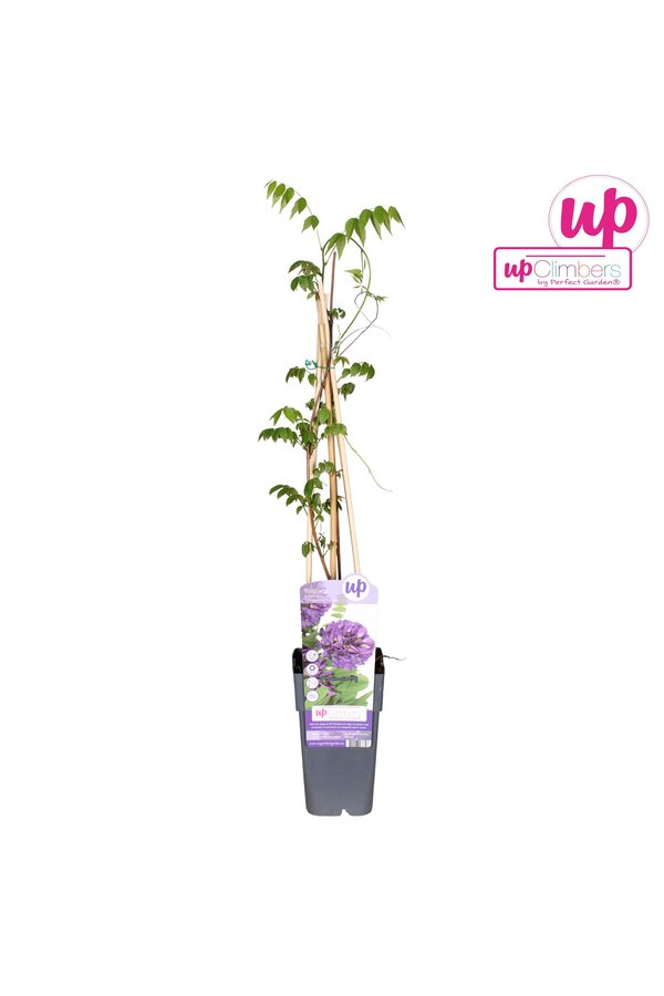 Wisteria frutescens Longwood Purple P15
