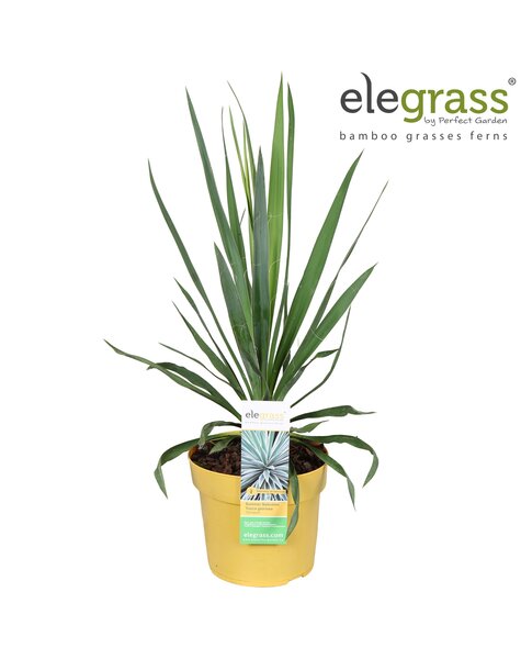 Yucca gloriosa Variegata P19